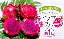 【先行予約】2024年発送　奄美大島産 食べごろ樹上完熟『赤蜜ドラゴンフルーツ』約1kg（2〜3玉）