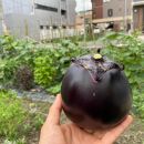 【先行予約・2026年7月発送】夏の京野菜「3種セット」賀茂茄子・万願寺とうがらし・伏見とうがらし