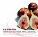 和歌山産 訳ありいちじく 約1.6kg(400g ×4パック)