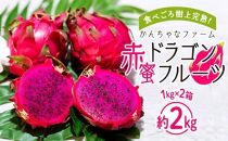 【先行予約】2024年発送　奄美大島産 食べごろ樹上完熟『赤蜜ドラゴンフルーツ』1kg×2箱セット