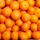 ＜1月より発送＞&nbsp;厳選&nbsp;蔵出みかん&nbsp;5kg+150g（傷み補償分）&nbsp;有田の蔵出しみかん&nbsp;光センサー選果&nbsp;［IKE200］