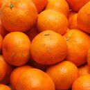 ＜1月中頃より発送＞&nbsp;家庭用&nbsp;越冬完熟みかん&nbsp;2.5kg+75g（傷み補償分）&nbsp;ハウスみかん&nbsp;訳あり&nbsp;わけあり&nbsp;光センサー選果［IKE190］