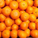 ＜1月中頃より発送＞&nbsp;厳選&nbsp;越冬完熟みかん&nbsp;5kg+150g（傷み補償分）&nbsp;ハウスみかん&nbsp;光センサー選果［IKE194］