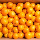 ＜11月より発送＞&nbsp;厳選&nbsp;小玉な&nbsp;有田みかん&nbsp;5kg+150g（傷み補償分）&nbsp;光センサー選果&nbsp;［IKE188］