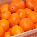 ＜11月より発送＞&nbsp;家庭用&nbsp;超熟&nbsp;有田みかん&nbsp;4kg+120g（傷み補償分）&nbsp;訳あり&nbsp;わけあり&nbsp;光センサー選果［IKE171］
