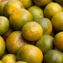 ＜9月より発送＞&nbsp;家庭用&nbsp;極早生&nbsp;有田みかん&nbsp;4.5kg+135g（傷み補償分）YN26&nbsp;ゆら早生&nbsp;訳あり&nbsp;わけあり&nbsp;［IKE165］