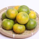 ＜9月より発送＞&nbsp;厳選&nbsp;極早生&nbsp;有田みかん&nbsp;5kg+150g（傷み補償分）&nbsp;YN26&nbsp;ゆら早生&nbsp;［IKE169］