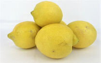 【レモン島から贈る】安心の国産レモン1kg 2026年1月15日より順次発送【瀬戸田 瀬戸田レモン 産地直送 フルーツ 檸檬 ノーワックス 防腐剤 防かび剤不使用】