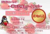 先行予約『近江富士いちご』選りすぐり！華の美味しいイチゴ【9~15粒2トレイ】