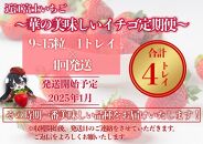 先行予約『近江富士いちご』選りすぐり！華の美味しいイチゴ定期便【9~15粒1トレイ×4回】