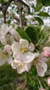 【スターファーム】 こだわり栽培の はるか 厳選品 ３Kg岩手県奥州市産りんご　産地直送 果物 くだもの リンゴ