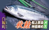 秋鮭 船上放血神経締め（メス）【3.0kg以上4.9kg以下】