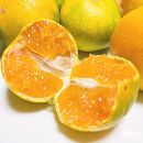 《先行予約・2026年10月～発送》特選&nbsp;ゆら早生有田みかん&nbsp;３kg［サイズ混合］［MS24］