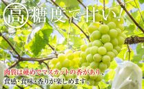 A 2024  シャインマスカット　２房～３房　約1キロ 【10月頃～順次発送予定】長野県産 　国際特許有機肥料栽培