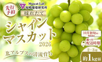 【先行予約】A　2026&nbsp;&nbsp;シャインマスカット　２房～３房　約1キロ弱【2026年10月初旬頃～順次発送予定】長野県産&nbsp;　国際特許有機肥料栽培