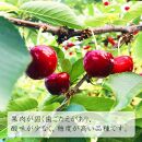 【令和7年産先行受付】山形県中山町産さくらんぼ＜紅秀峰＞特秀品　350g×2P　約700g　2Lサイズ以上【ポイント交換専用】