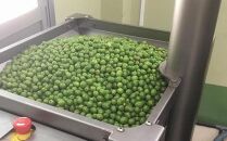 【ジェイさんのオリーブオイル】《ミッション種》コンパニョーニファームズ エキストラバージンオイル  2022年収穫 100％小豆島産 手摘み