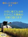 【令和8年産新米予約】【お米定期便/全３回】南魚沼産コシヒカリ　無洗米１０ｋｇ（５ｋｇ×２）【2026年10月中旬から1ヶ月以内に順次発送予定】