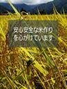 【お米定期便/全１２回】南魚沼産コシヒカリ　　白米５ｋｇ