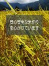 【令和8年産新米予約】【お米定期便/全１２回】南魚沼産コシヒカリ　無洗米１０ｋｇ（５ｋｇ×２）【2026年10月中旬から1ヶ月以内に順次発送予定】