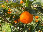 のうろくジュース（200ml×5本）濃厚なオレンジの味わいと華やかな香りを楽しめる大人なオレンジジュース！