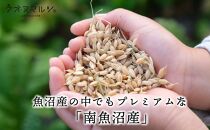 【新米予約】令和6年産 おかずのいらない 魚沼産コシヒカリ　白米５ｋｇ