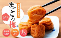 まごころ梅&nbsp;白干し&nbsp;塩分20％&nbsp;5Lサイズ&nbsp;個包装&nbsp;１２個入り