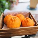 有田育ちの濃厚不知火(ご家庭用)&nbsp;約2.5kg［先行予約］［MS40］