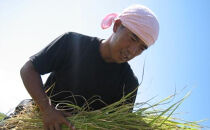 【定期便】【令和７年産】南魚沼産&nbsp;コシヒカリ&nbsp;無洗米&nbsp;チャック付き（2kg×全6回）