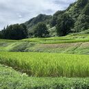 南魚沼塩沢コシヒカリ【西山の天水田米】精米5kg