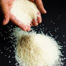 【定期便】【新米予約】令和8年産　南魚沼塩沢地区「大沢産コシヒカリ」特A米　５kg×6回（6ヶ月）　【2026年10月上旬から1ヶ月以内に順次発送予定】