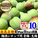 10kg【緑】■特大サイズ 南高梅 梅酒用 フレッシュ青梅（生梅）／紀伊国屋文左衛門本舗