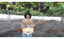 大宮司さんのピオーネセット　1.8kg～2kg　収穫時期（９月上旬）順次発送