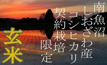 【令和7年産】【定期便4Kg×3ヶ月】●玄米●&nbsp;生産者限定&nbsp;南魚沼しおざわ産コシヒカリ