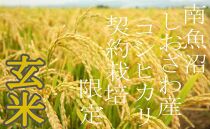 【令和7年産】【定期便4Kg×6ヶ月】●玄米●生産者限定&nbsp;南魚沼しおざわ産コシヒカリ