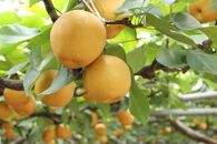 梨「新高」約5kg（5～7玉入）【松崎果樹園】