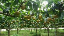 深澤果樹園さんの梨ギフト（幸水）5kg
