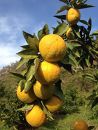 紀州かつらぎ山のジャバラ果実<完熟>3kg