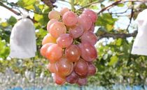 【予約受付中】食べやすい!種無しぶどうの詰め合わせ 約2.8k(4~5房)<8月中旬~発送>
