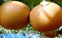 和梨の良いとこ取り!あきづき梨 約5kg