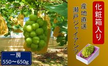 AA06 化粧箱入り 産地直送瀬戸ジャイアンツ(1房550g~650g)