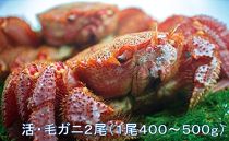 【地元現役漁師が厳選!!】活・毛ガニ2尾(1尾400~500g) 2019年6月末頃から発送