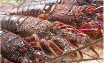 ☆佐伯の美味しい食材で勢揃い☆さいき自慢のDXバーベキューセット