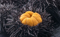 北海道余市町 イカ タコ ウニ のお礼の品一覧 Jtbのふるさと納税サイト ふるぽ