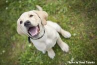 【ポイント交換専用】盲導犬訓練支援寄付①「行きたい場所に安心して行ける社会に…」