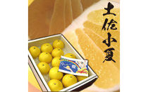 土佐小夏2.5kg 約13個 Lサイズ さわやかな甘さが絶品